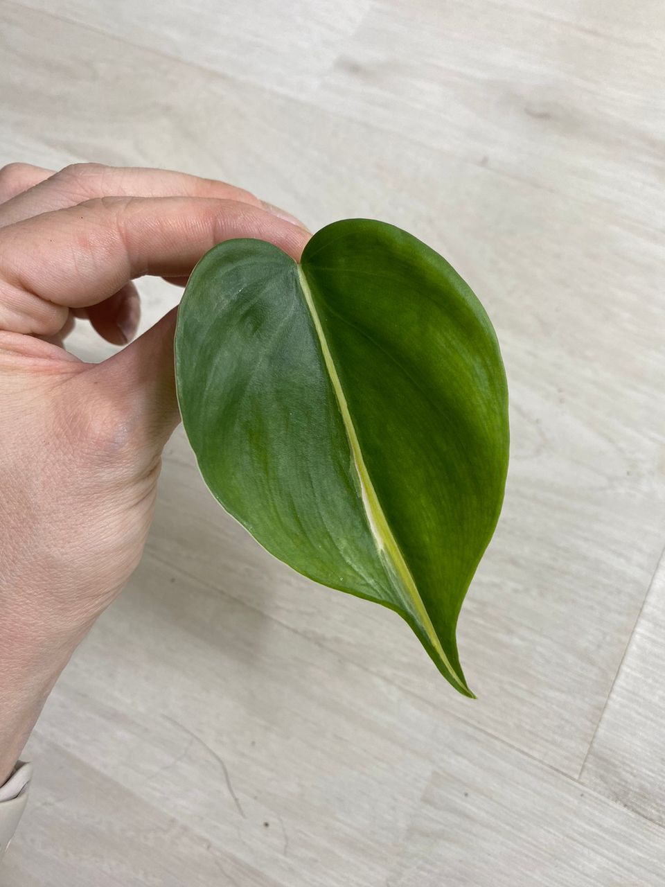 #4 Philodendron Hederaceum Silver Stripe