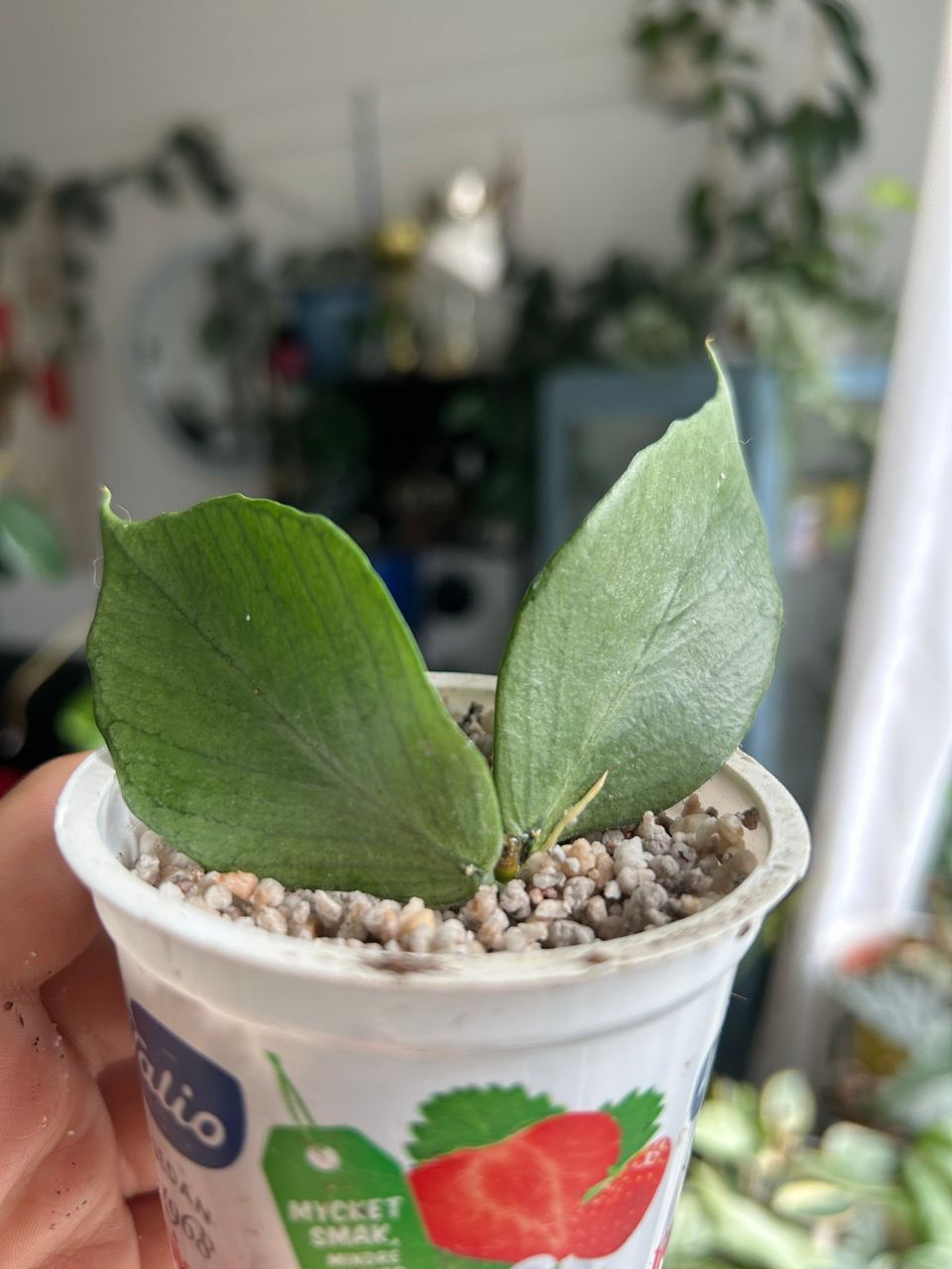 Hoya Polyneura broget / silver