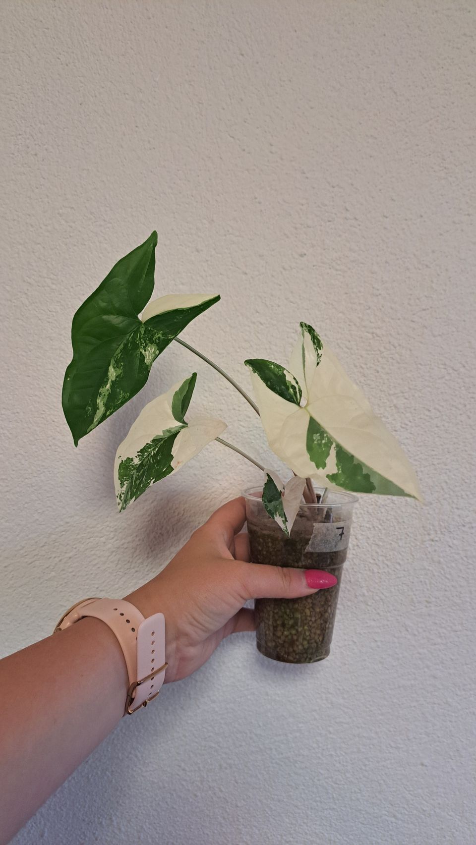 Syngonium Albo variegata, pistokas 7