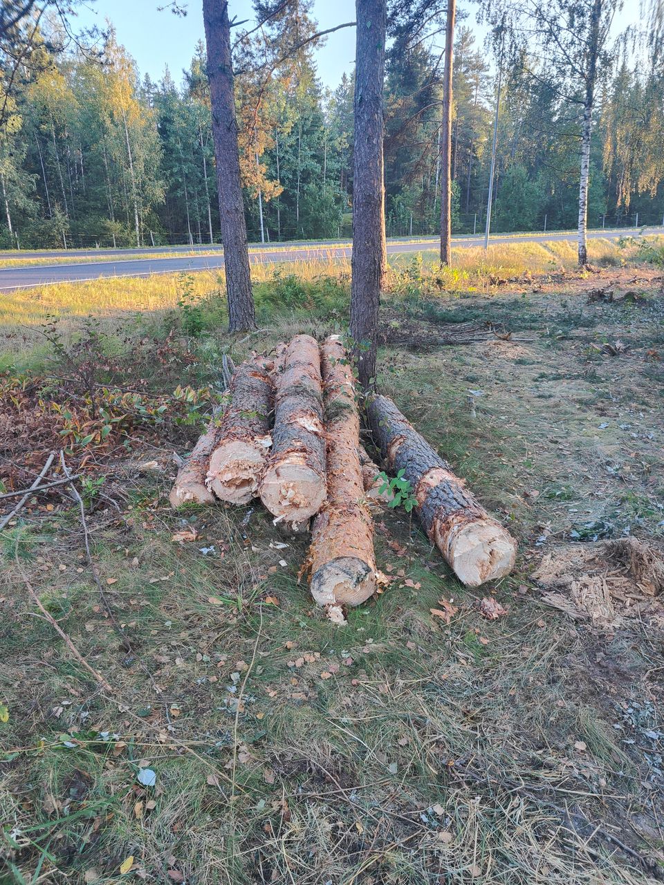 Myydään mänty ja koivurankaa