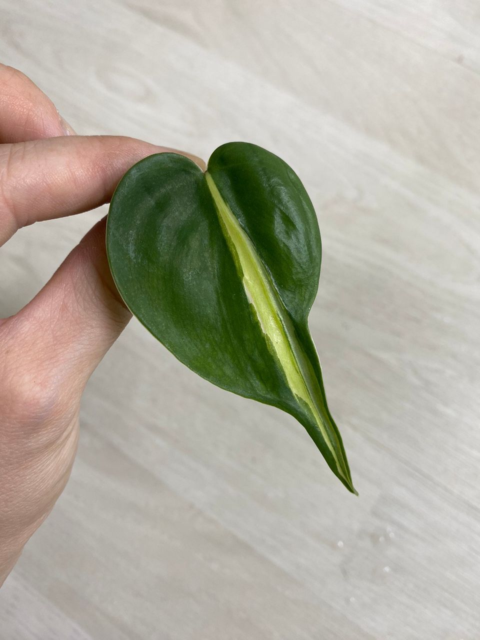 #2 Philodendron Hederaceum Silver Stripe