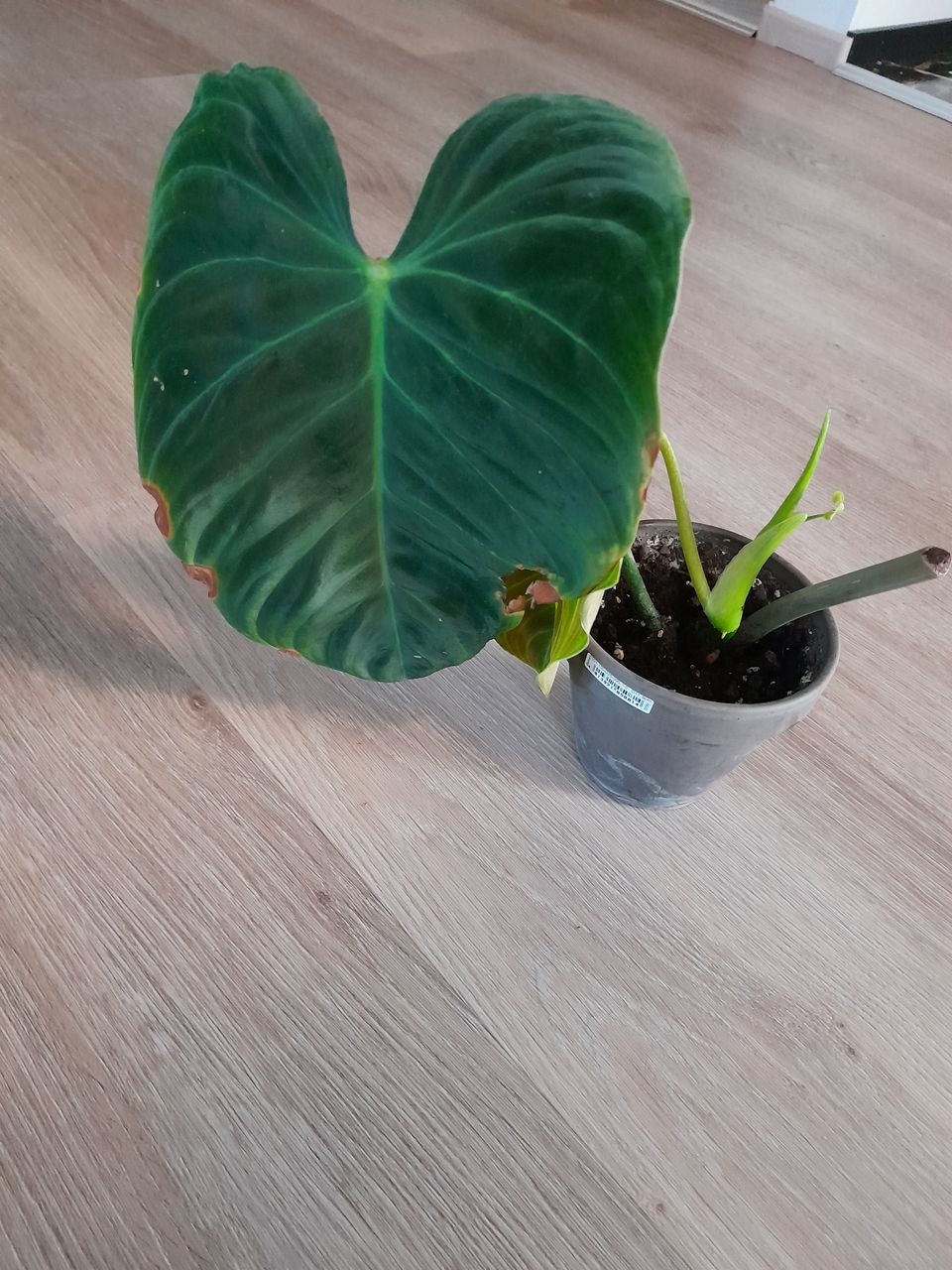 Philodendron Splendit