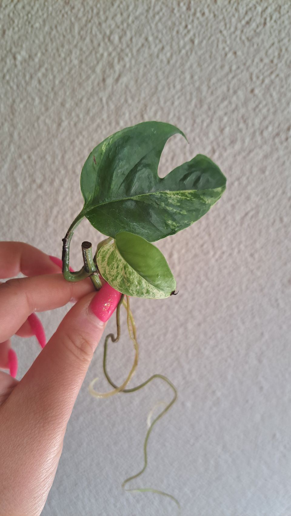 Epipremnum Pinnatum Marble Variegata