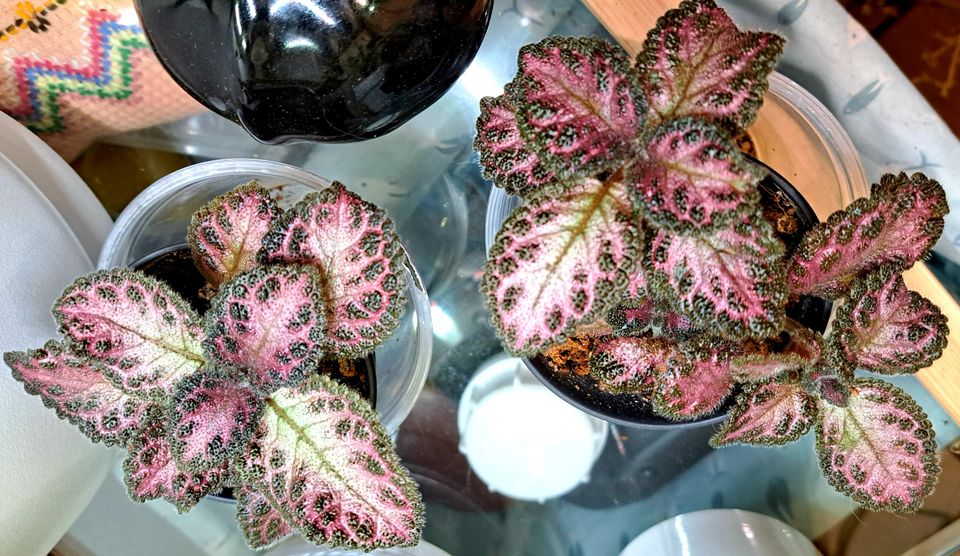 Kuparilehti - episcia 'Pink Acajou'