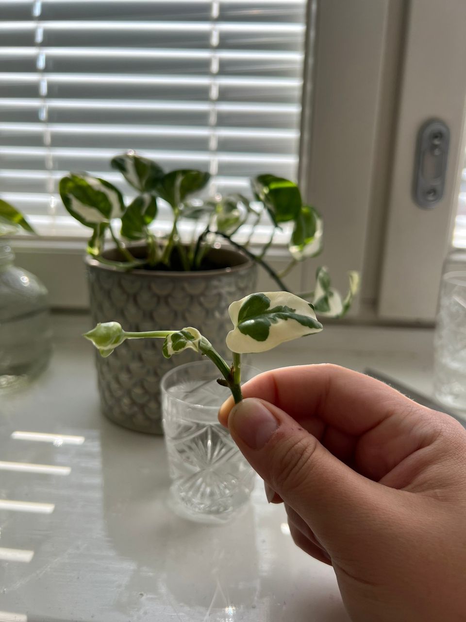 N’joy pothos pistokas kasvi