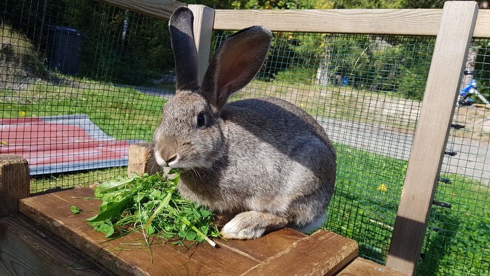 Myydään kaksi pupua uuteen kotiin!