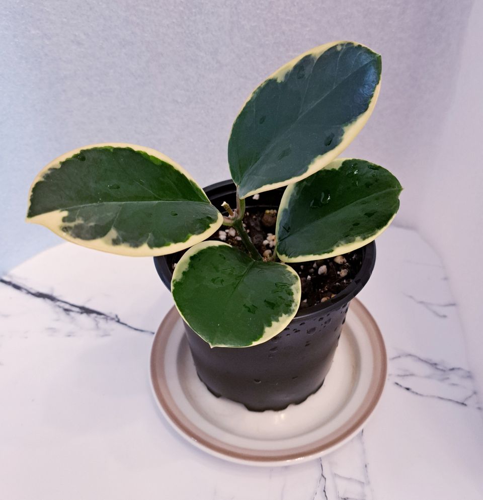 Hoya australis 'outer variegata'