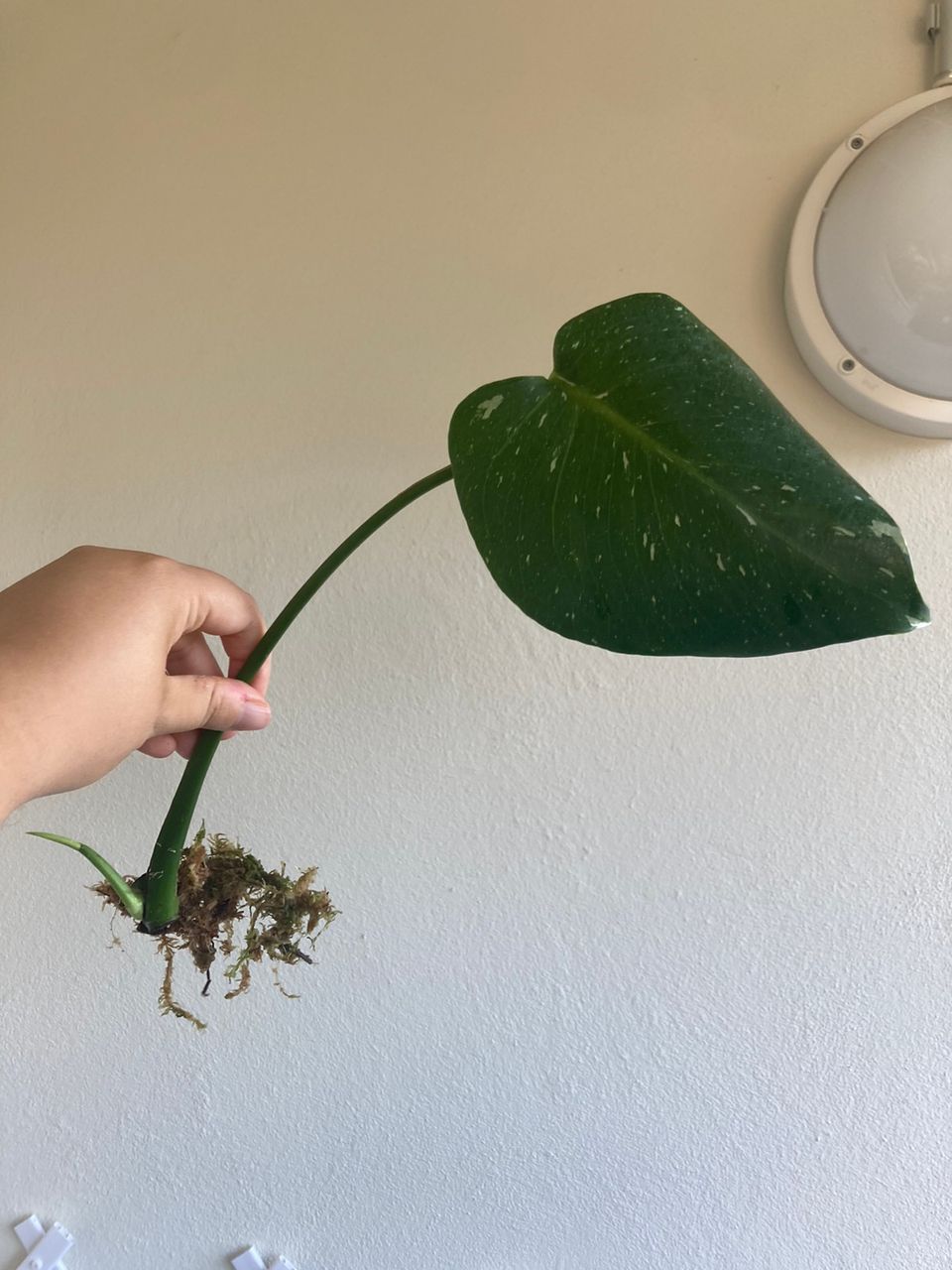 Monstera Thai Constellation