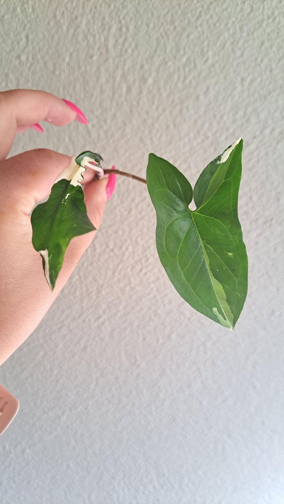 Syngonium Albo variegata