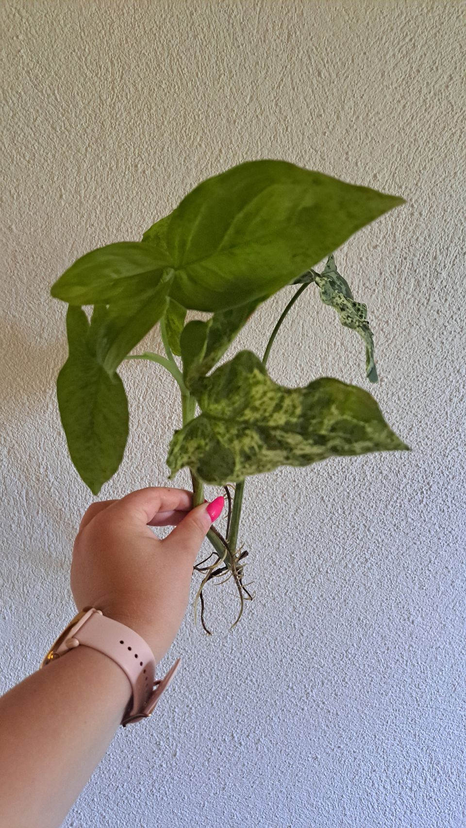 Syngonium Mottled