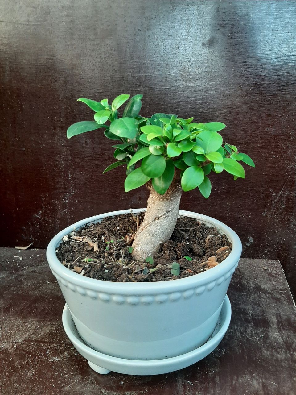 Varjoviikuna bonsai