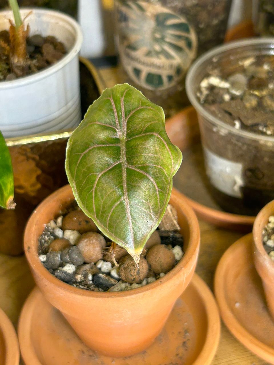 Alocasia Azlanii