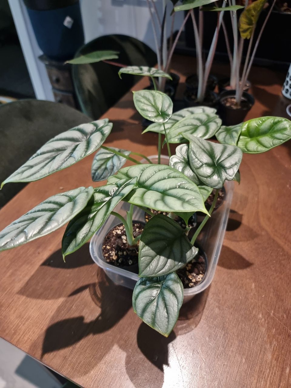 Alocasia silver dragon pistokkaita