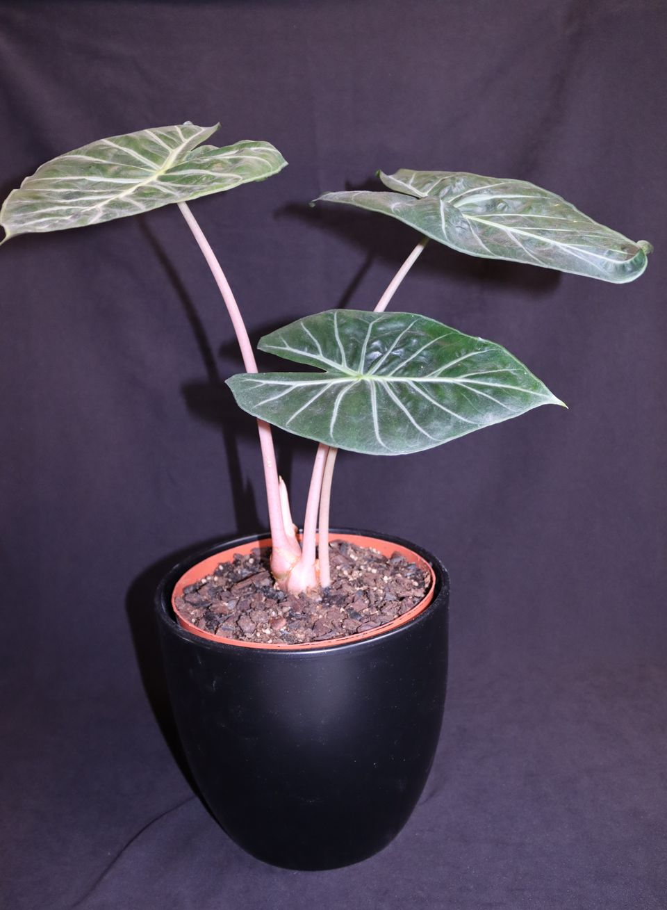 Huonekasvi, plant, Large Alocasia Pink Dragon