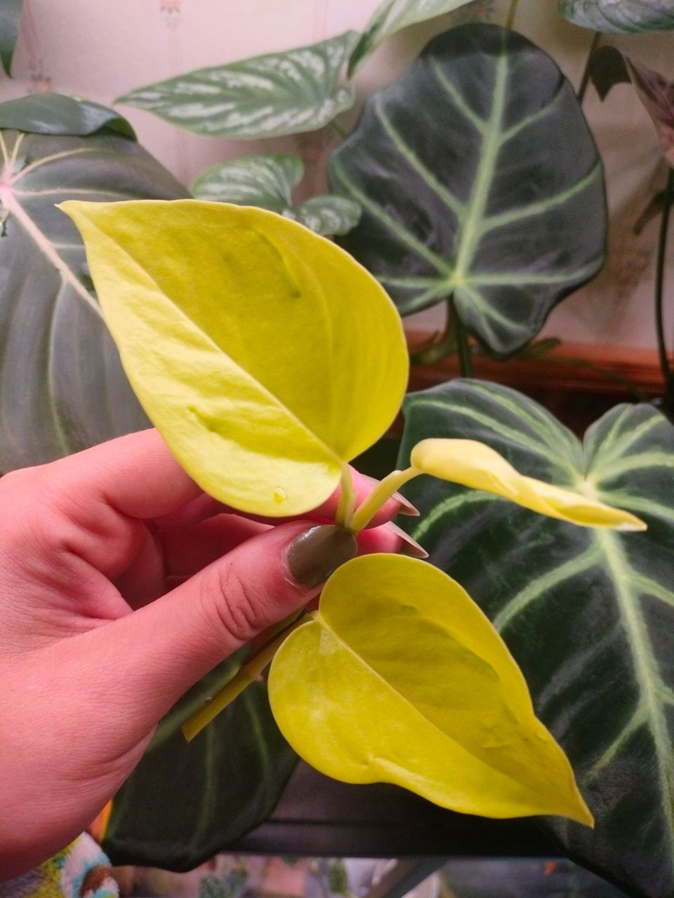 Epipremnum aureum champs elysee