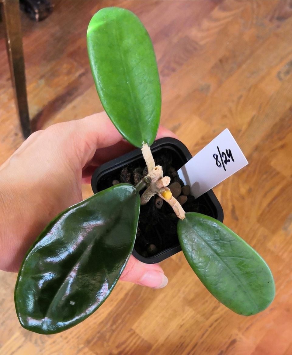 Hoya meliflua taimi