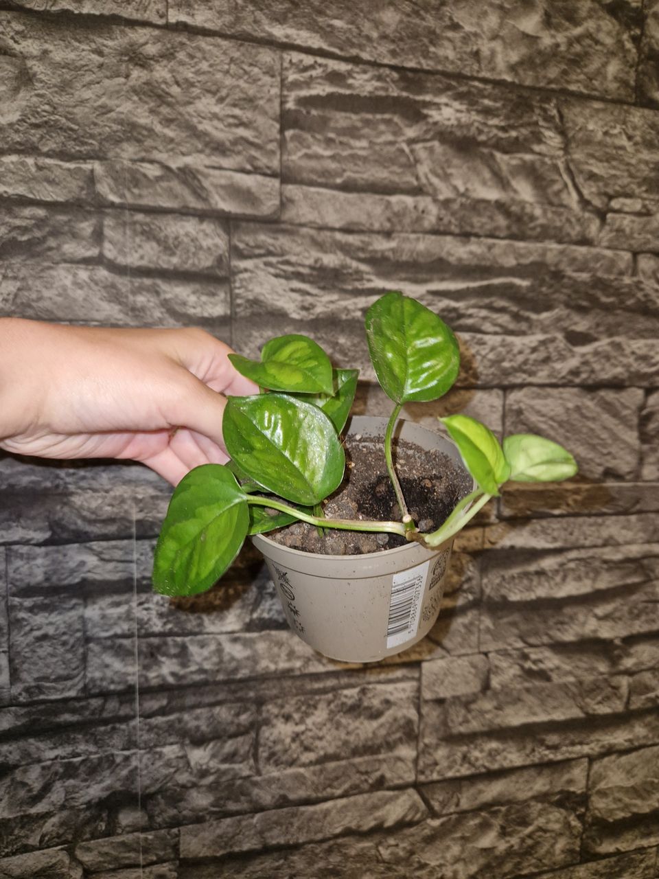 Epipremnum aureum Global Green