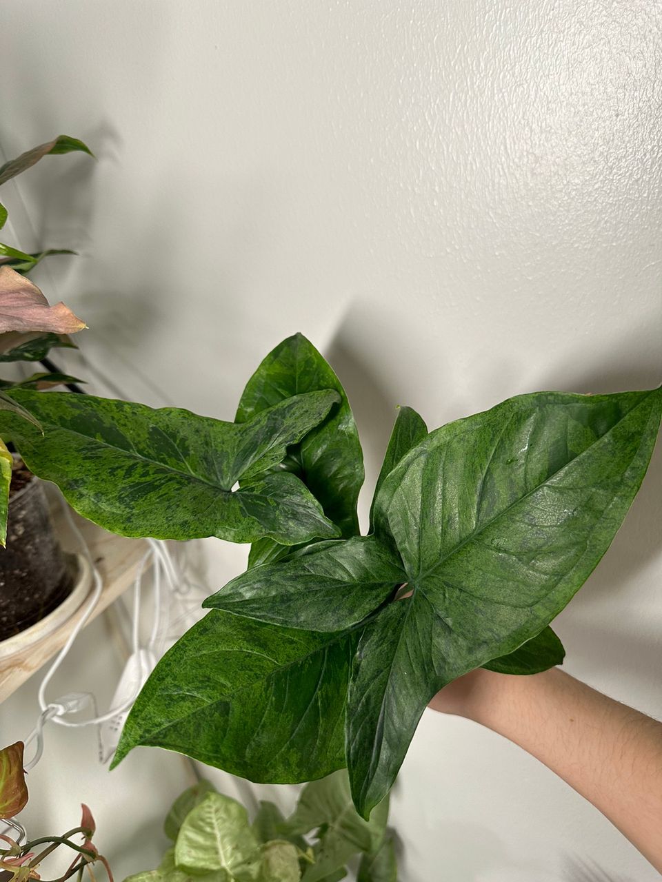 Syngonium mottled