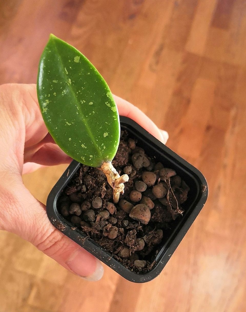 Hoya Kho leng 1 sp taimi