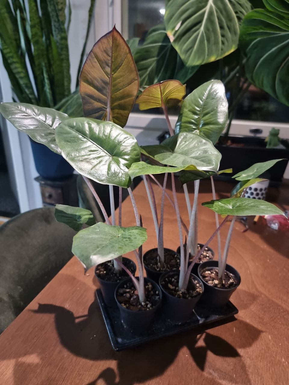 Yucatan Princess Alocasia