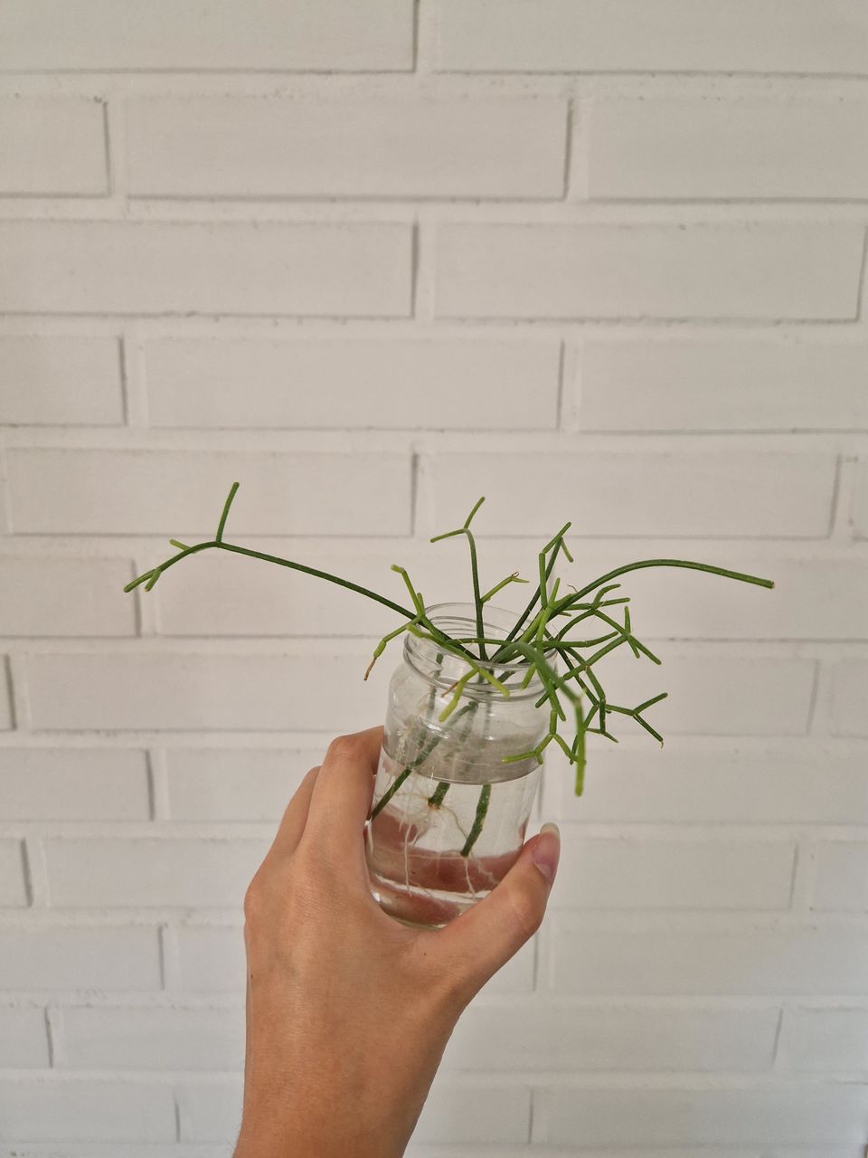 Rhipsalis