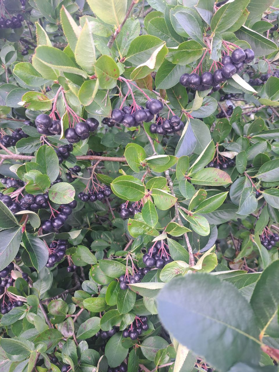 Aronia marjoja