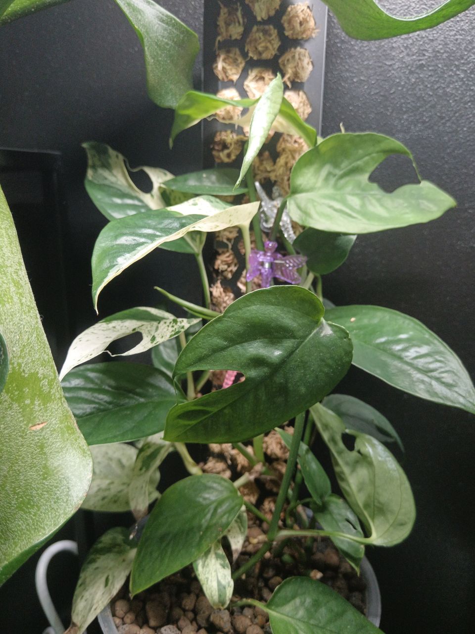 Epipremnum pinnatum variegata