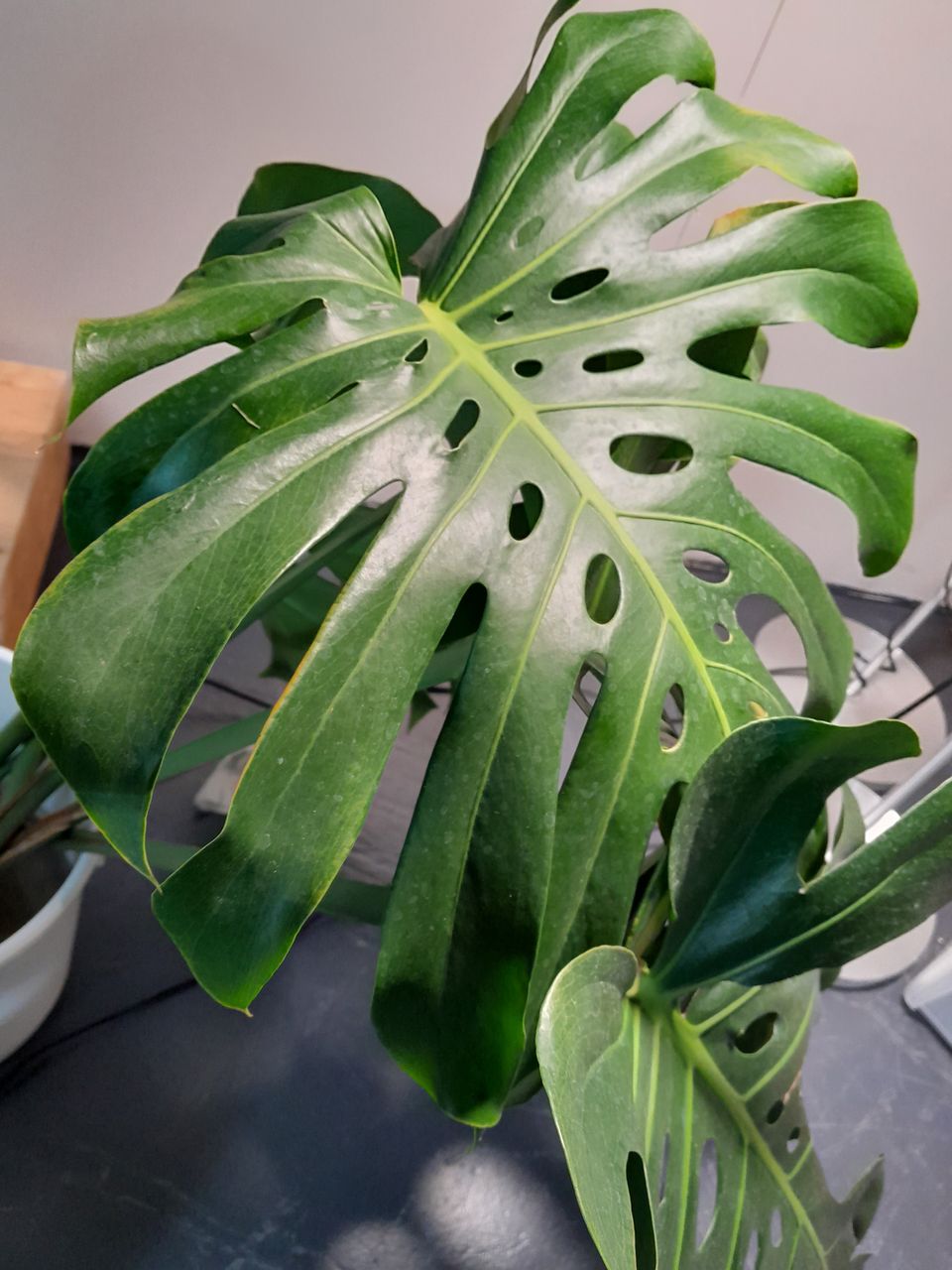 Monstera deliciosa pistokkaita