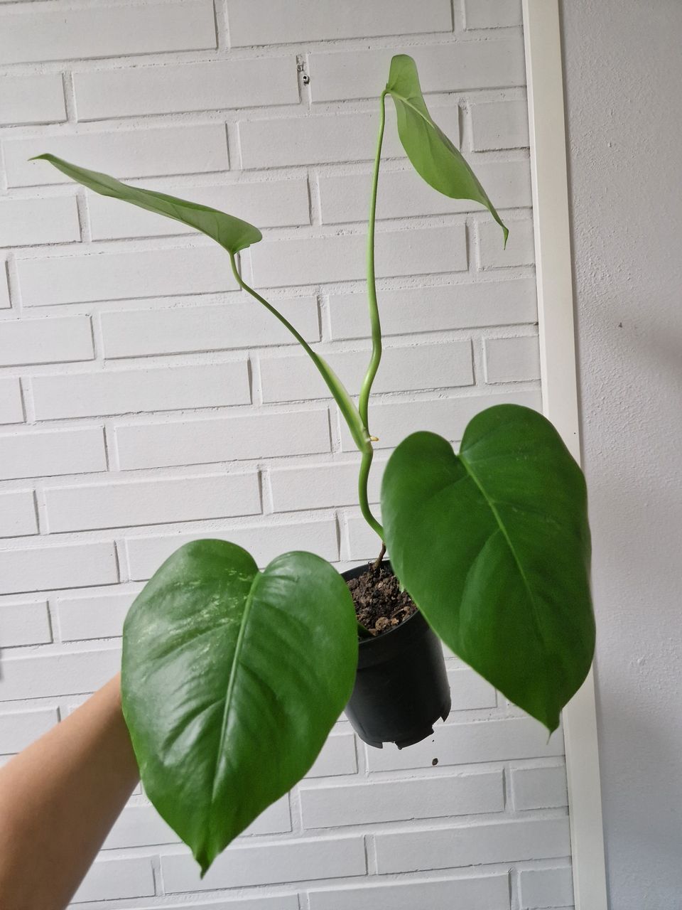 Monstera Deliciosa Albo