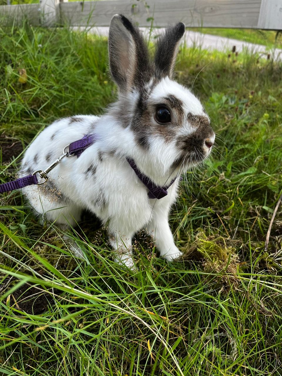 Kani loppuelämän kotiin