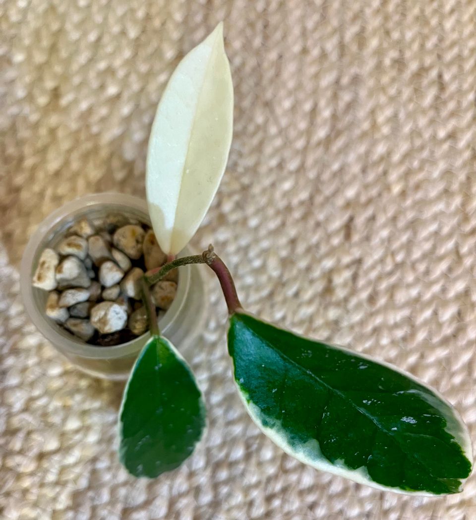 Hoya carnosa krimson queen