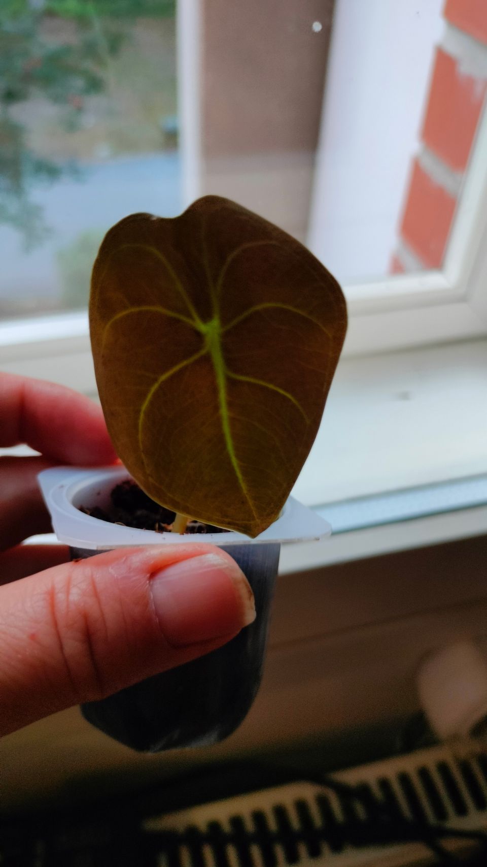 Alocasia Cuprea "Red Secret"- huonekasvi