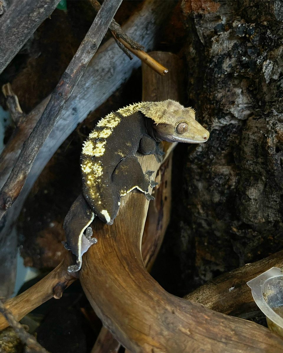 Harjasgekko naaras, Correlophus Ciliatus