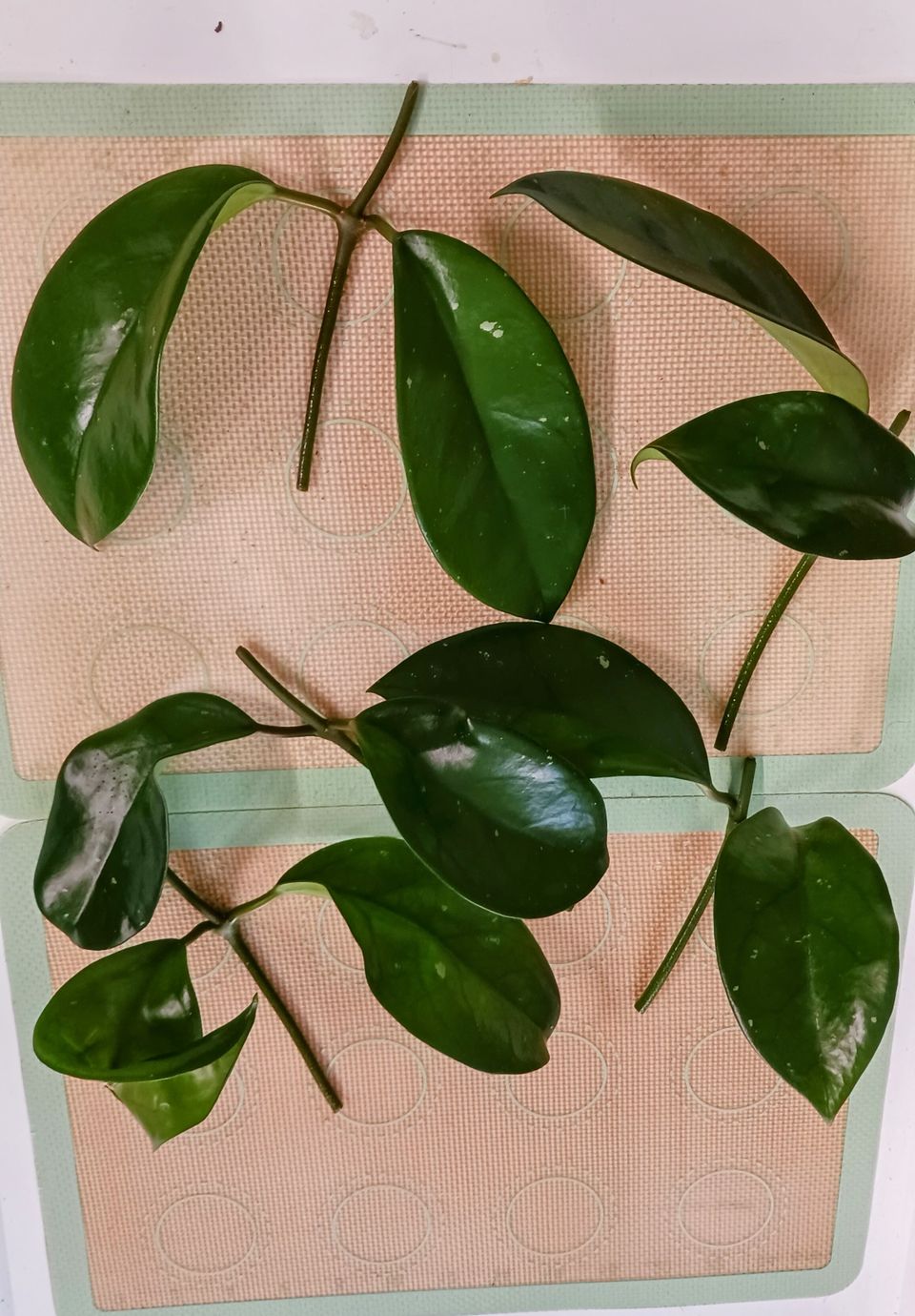 Hoya skinneriana