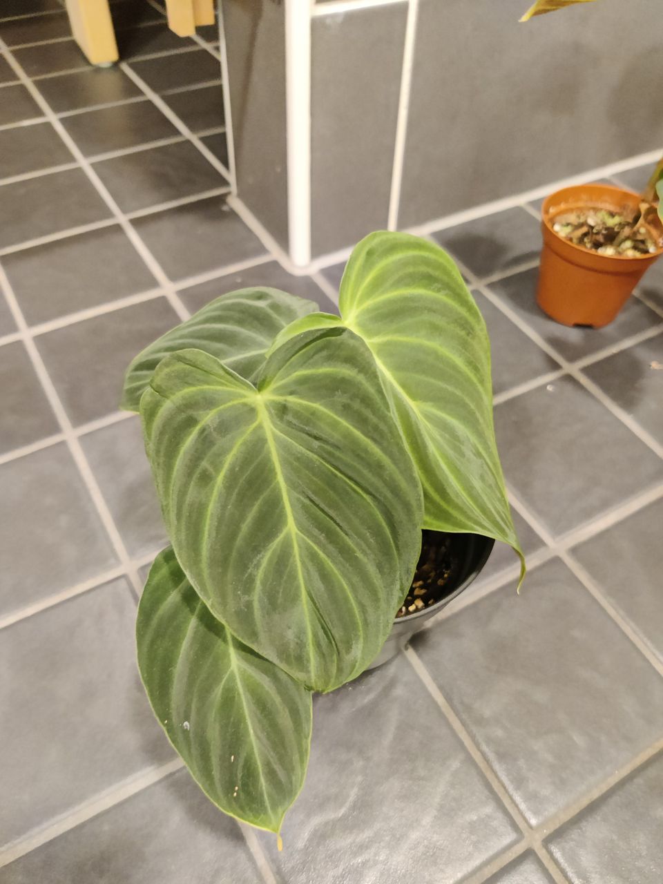 Philodendron splendid