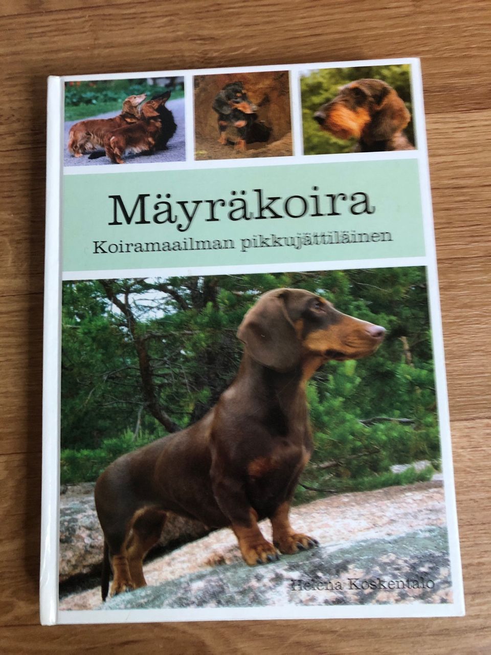 Mäyräkoira- Koiramaailman pikkujättiläinen