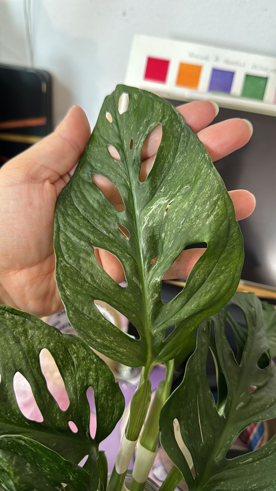 Monstera adansonii mint pistokkaita