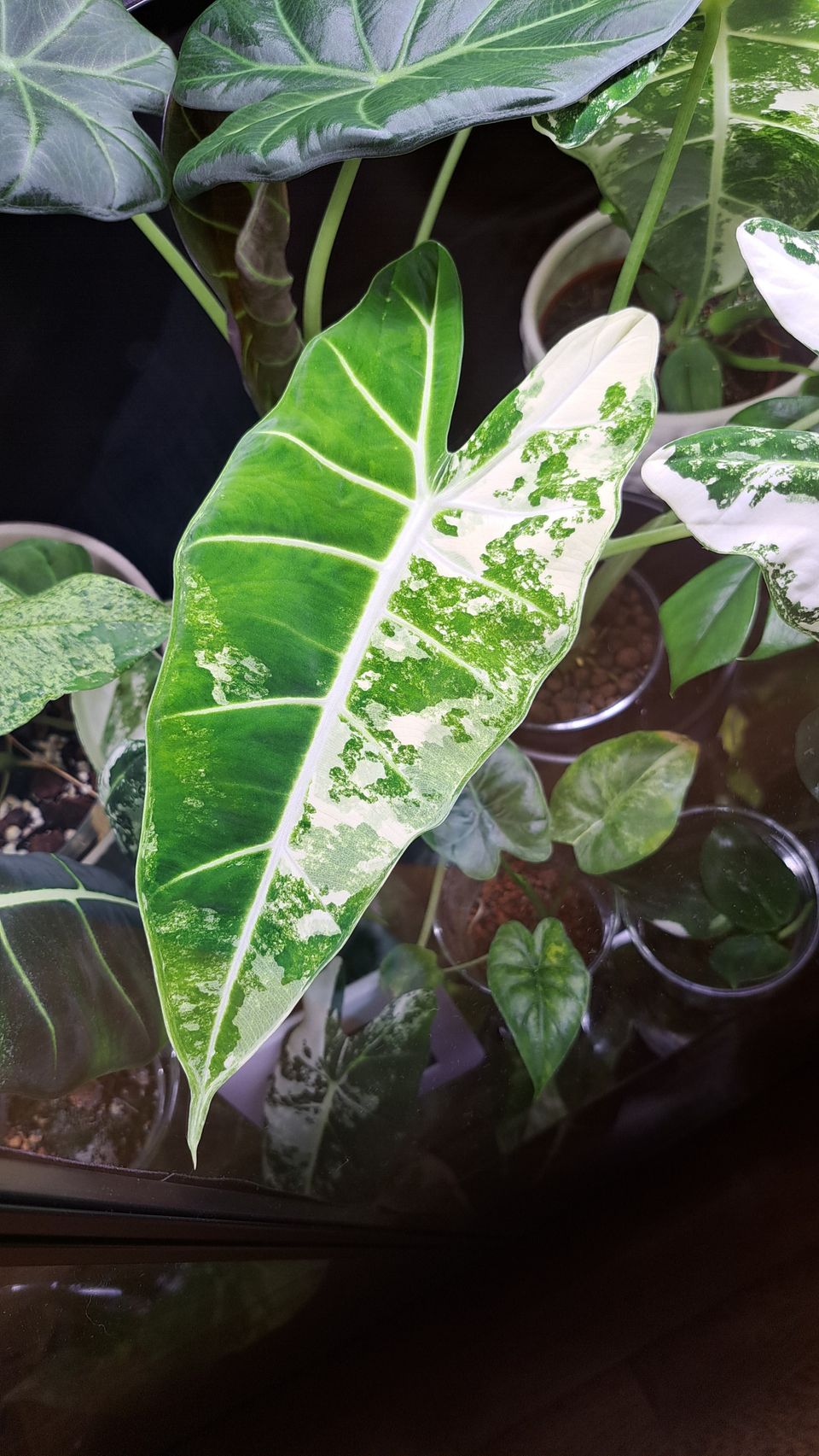 Alocasia mukuloita