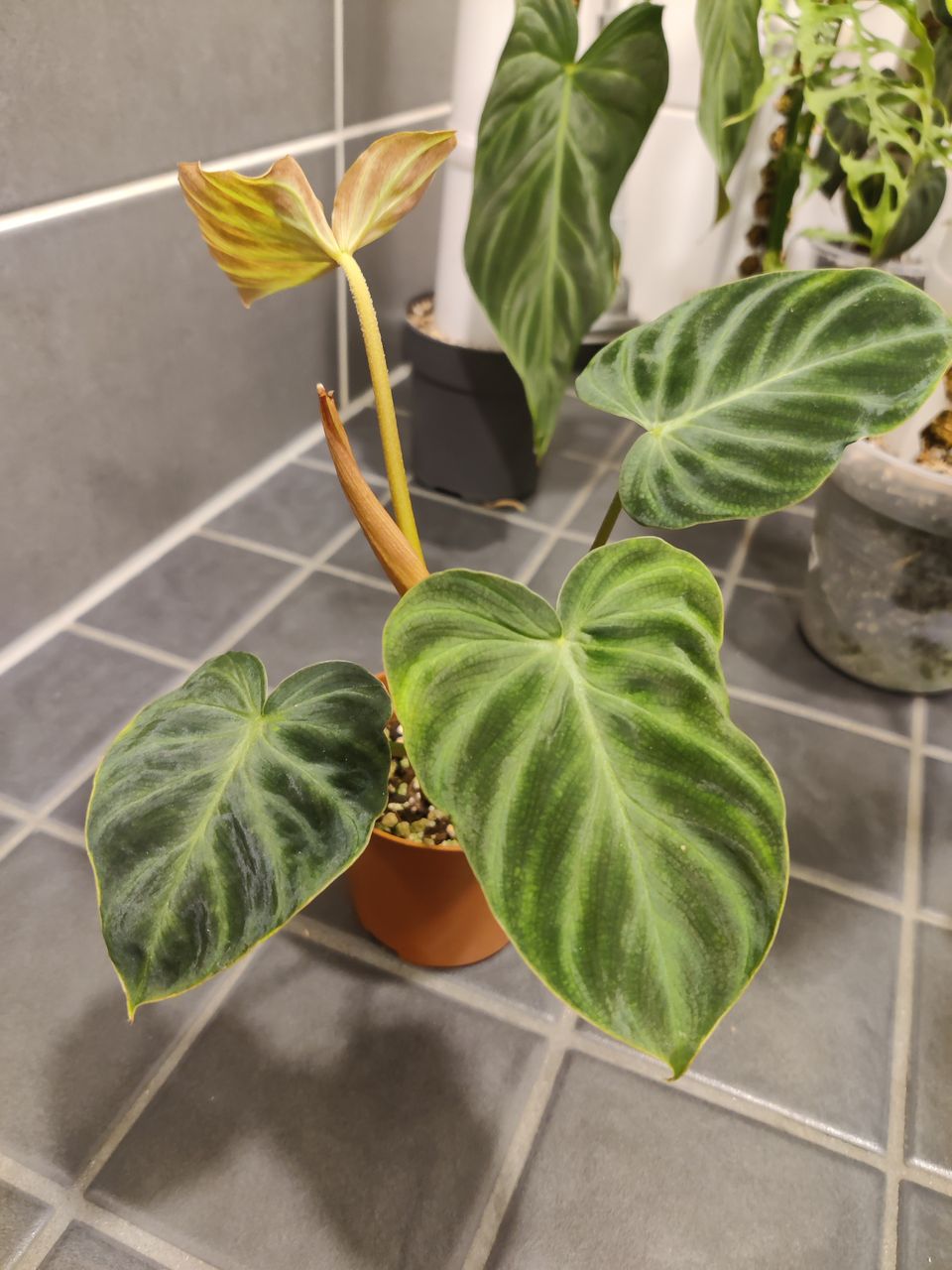 Philodendron verrucosum