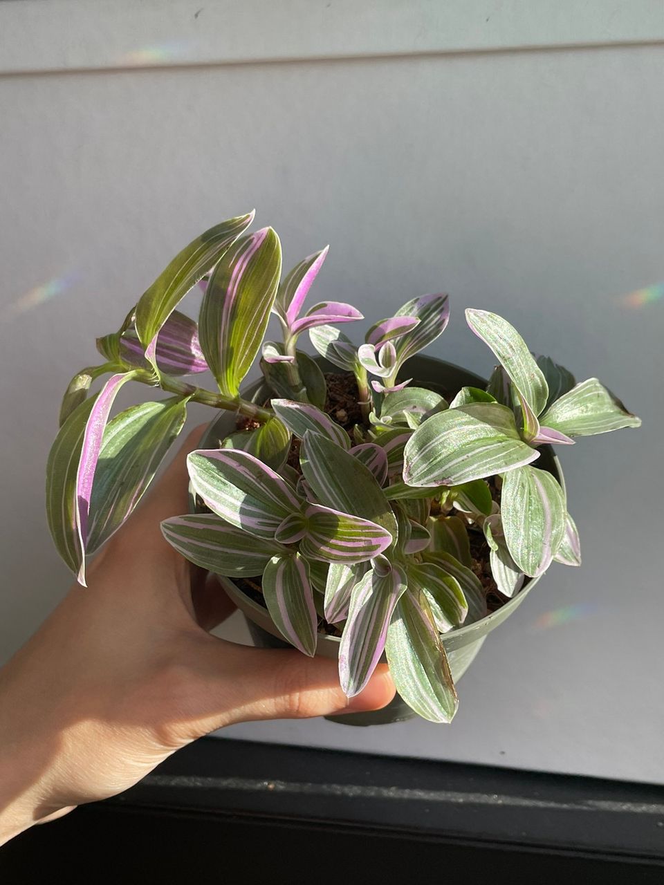 Tradescantia Sweetness