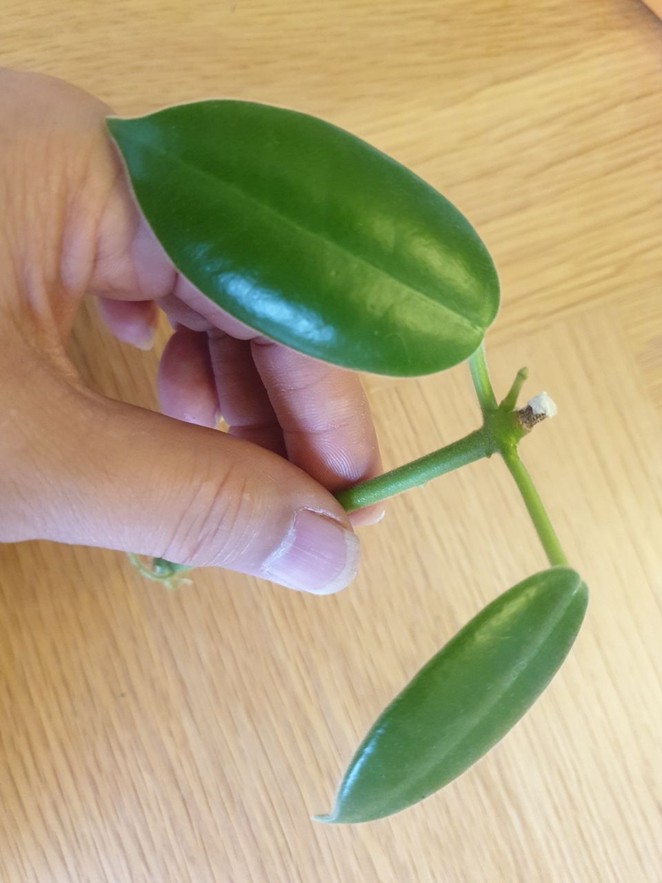 Hoya Ciliata