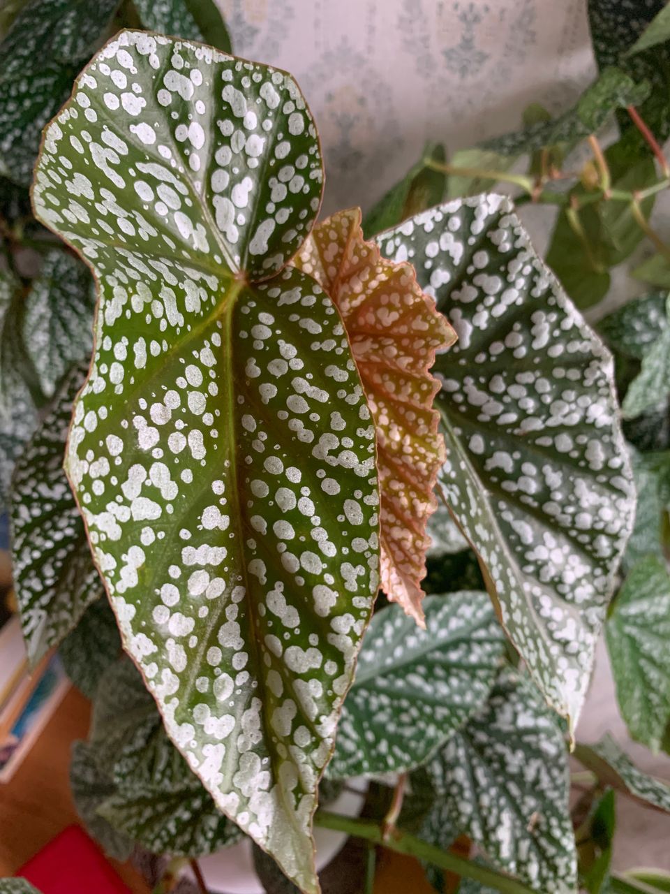 Begonia Snowflake, kaunis ja helppo huonekasvi