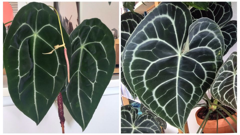 Siemeniä: Anthurium clarinervium x 'crystallinum hybrid'