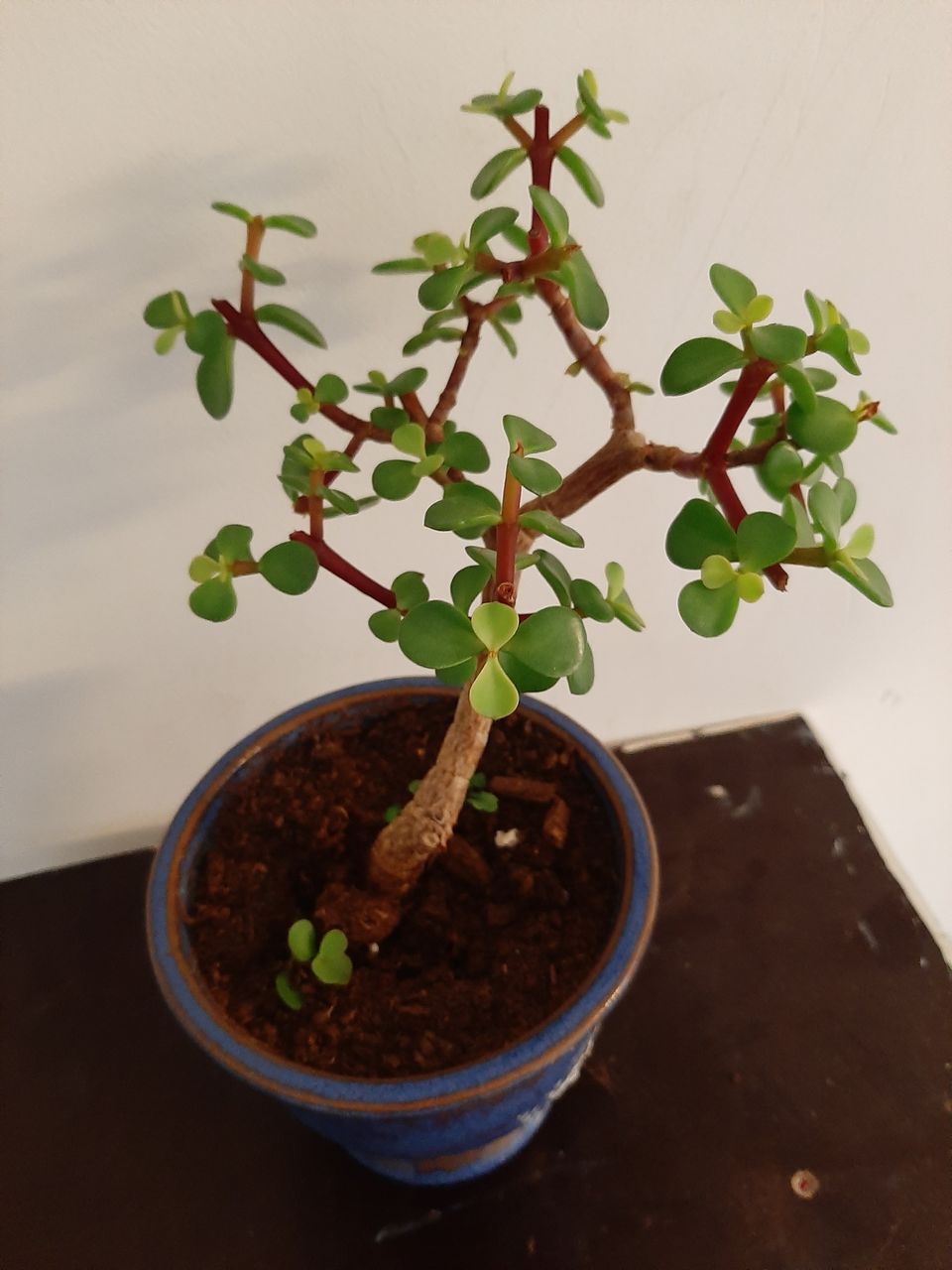 Mini bonsai