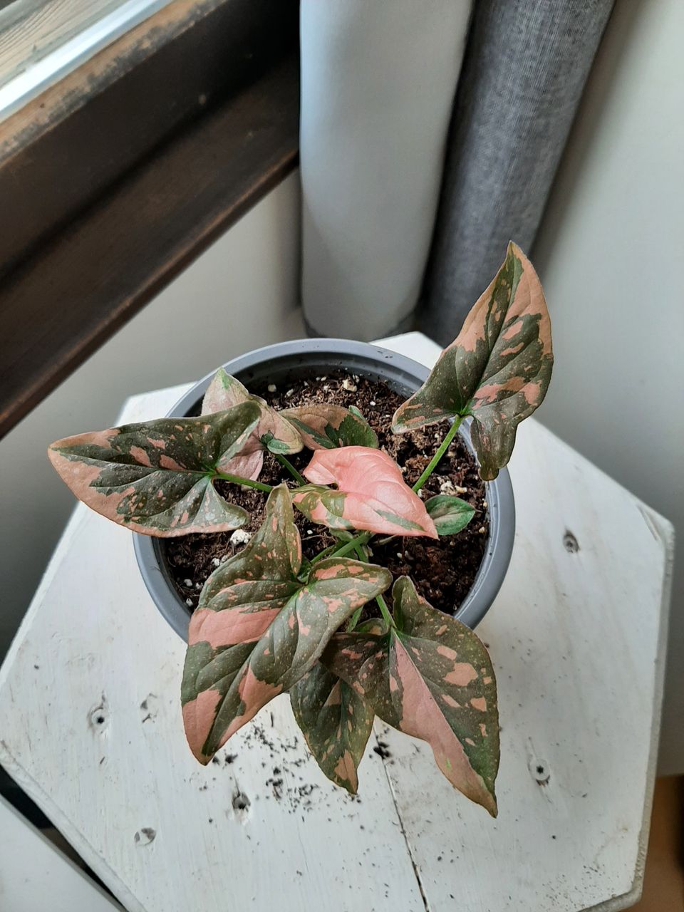 syngonium pink splash