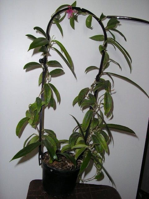 Posliinikukka Hoya blashernaezii