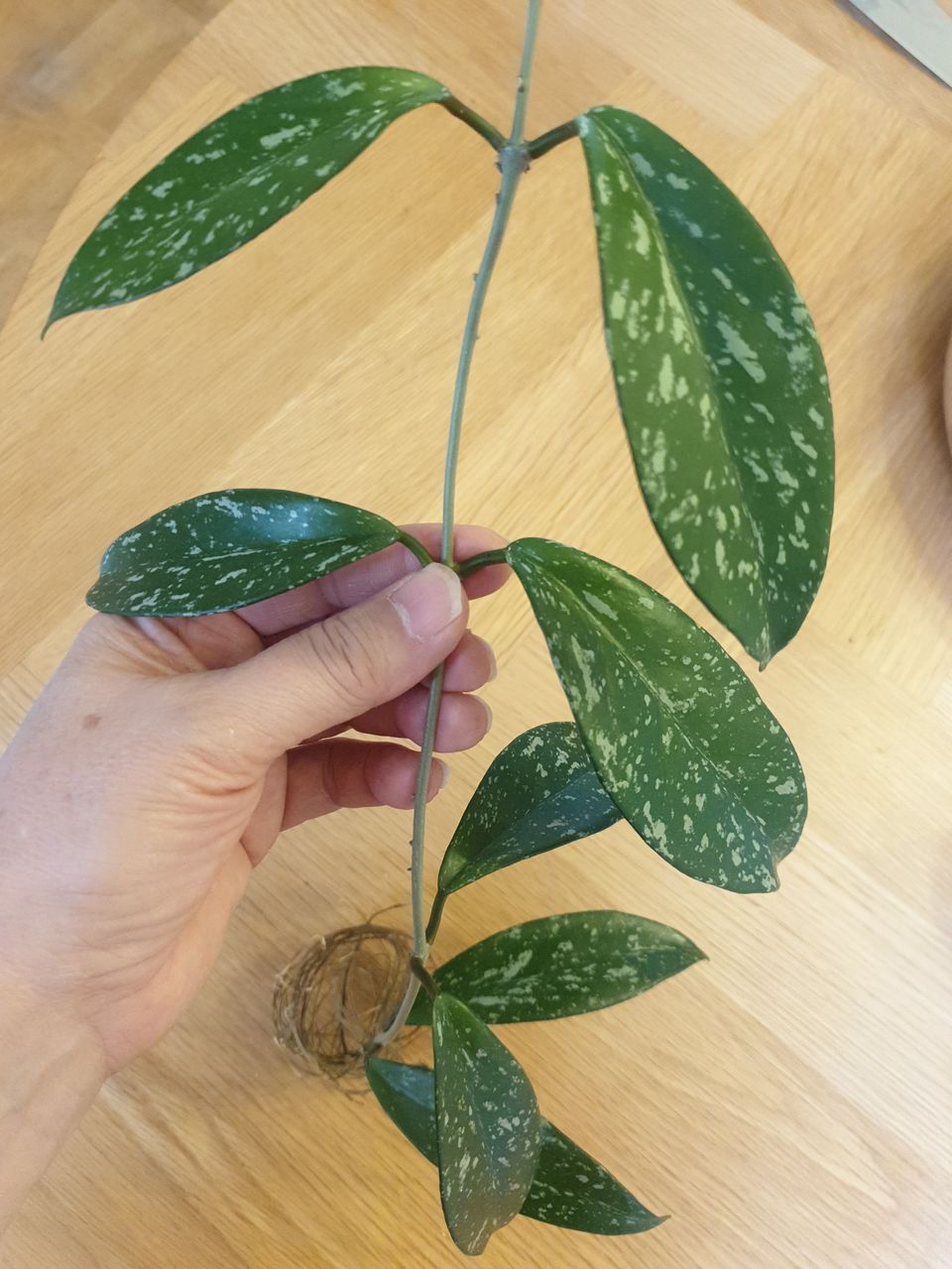 Hoya Pubicalyx silver spots