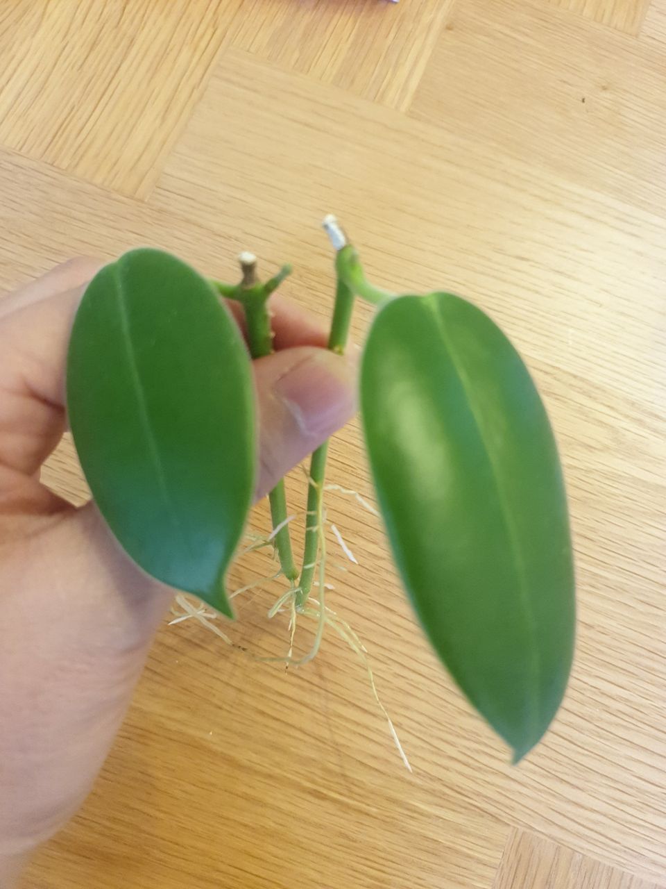 Hoya  Ciliata