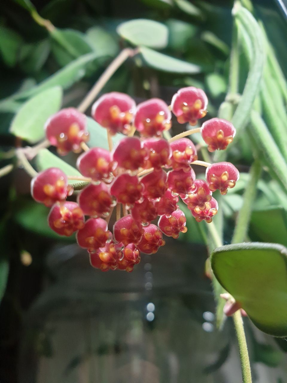 Hoya Burtoniae