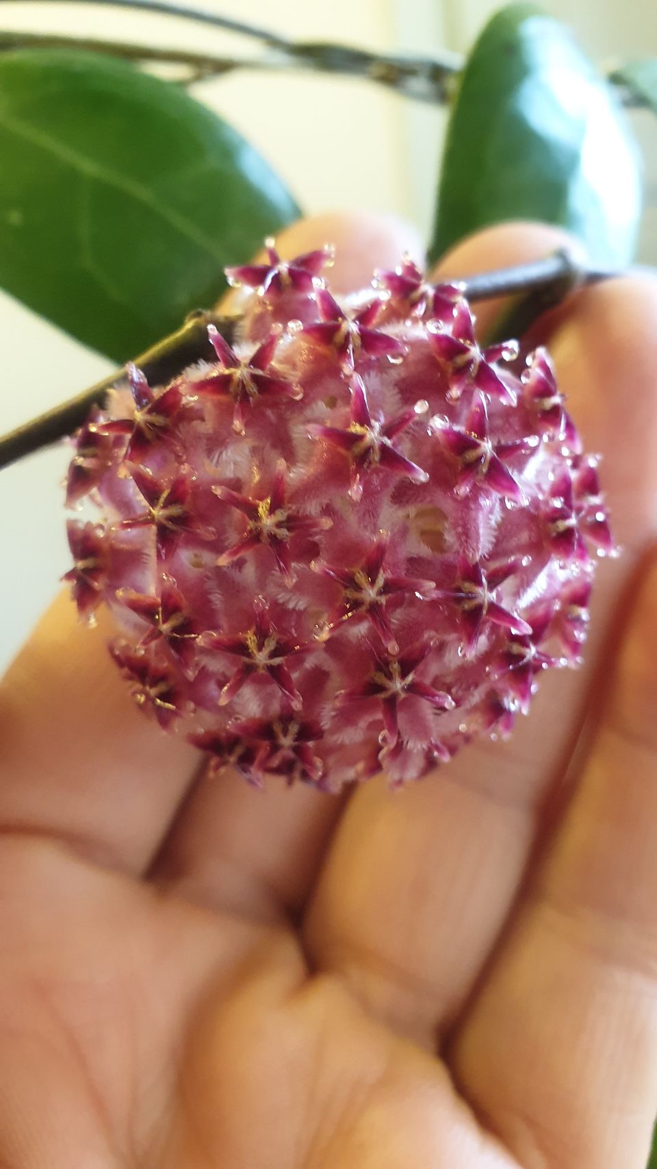 Hoya  Erythrostemma shocking pink